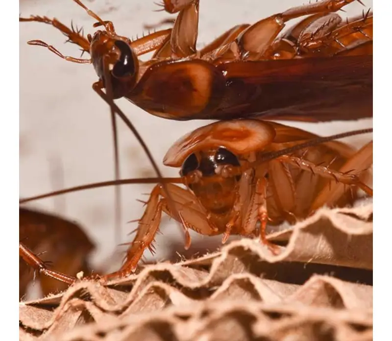 cockroach exterminator in Toronto 