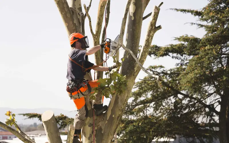 Tree Mulching Service