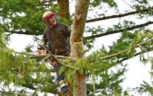 Tree Mulching Service